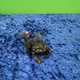 How to Train Your Dragon DREAM WORKS TOOTHLESS NIGHT FURY FIGURE Spin Master Toy