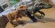 Jurassic World Epic Evolution Trackers Wild Roar Megalosaurus Orkoraptor Mattel 