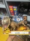 Jurassic World Dominion Roar Strikers Rajasaurus Dinosaur Action Figure New(A-5)