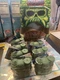 MATTEL 2019 MOTU ETERNIA MINIS WAVE 1 FIGURES MASTERS OF THE UNIVERSE