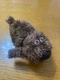 McDonalds Secret Life Of Pets Duke Dog 5" Plush Stuffed Animal Toy
