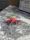 Disney Pixar Planes El Chupacabra #5 Mexican Racer