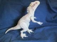 Jurassic Park World Destroy &lsquo;N Devour Indominus Rex Lights N Sounds Chomping