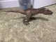 Jurassic World Legacy Collection Target Tyrannosaurus Escape Pack (T. rex Only)