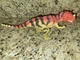 Jurassic World Ceratosaurus Camp Cretaceous Dino Escape Roar Attack Figure