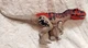 Jurassic World Camp Cretaceous Roar Attack Ceratosaurus Mattel 2021 Works
