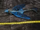 2013 Spin Master How To Train Your Dragon Toothless Fire Breathing Night Fury