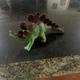 Boley Stegosaurus Dinosaur 7&rdquo; PVC Action Figure Plastic Toy TM04