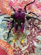 Hasbro Transformers Tarantula 5.5 in Action Figure - F3032