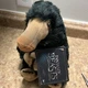 The Noble Collection Fantastic Beasts Wizarding World HP Niffler Plush NEW