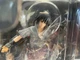 G.E.M. Series Megahouse Sasuke Uchiha Authentic Figure Complete in Box