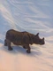Schleich Wild Life Indian Rhinoceros Figure 14816