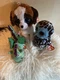 Beanie Boo Duke Dog 9&rdquo;, Yago Blue owl 6&rdquo;, Cinder Dragon 6&rdquo; Soft Toy Stuffed New