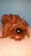 The Secret Life of Pets "Duke" 13&rdquo; Plush Stuffed Toy Spin Master Universal