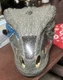 Jurassic World Chomp 'N Roar Mask Velociraptor Blue 2017 Halloween Dinosaur Dino