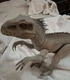 Jurassic World Destroy &lsquo;N Devour 23&rdquo; Indominus Rex Lights N Sounds BIG Dinosaur