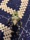 Playmates Toys 5136 Teenage Mutant Ninja Turtles Chrome Dome Action Figure
