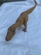 Jurassic World Chomping T-Rex Tyrannosaurus Rex Jurassic Park JW 2015