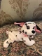 NEW Disney Store Jewel 101 Dalmatians Mini beanbag plush 8" #1S