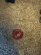 Storm Capricorn M145Q BB-50 Beyblade Metal Fight Takara Tomy #B3