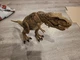 Jurassic World Chaos Theory All-Out Attack Tyrannosaurus Rex Epic Evolution Used