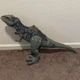 Jurassic World Dominion Super Colossal Giganotosaurus Dinosaur Action Figure 39"