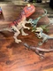 (5) Jurassic World Camp Cretaceous Roar Attack Ceratosaurus & 4 Velociraptors