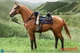DID E60082 1/6 Scale Brown-Red War Horse (Standing)   In Stock