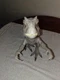 Mattel Jurassic World Destroy 'N Devour Indominus Rex.