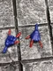 Marvel Legends, Hasbro Retro Ben Reilly Spider-Man Hans Fodder 6&rdquo;Figure Peace ￼