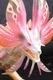 S.H.MONSTERARTS MONSTER HUNTER - MIZUTSUNE ACTION FIGURE BY BANDAI TAMASHII