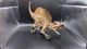 Adventure Force Spinosaurus Dinosaur Figure WM84495 Moveable Jaw 