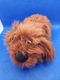 Secret Life of Pets 2 TY Beanie Babies Duke 8&rdquo; Plush Dog Toy Stuffed Animal