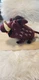 Disney The Lion King Broadway Musical Pumba 13&rdquo; Plush Stuffed Animal Warthog,
