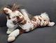 Douglas Duke Appaloosa Horse Brown Plush Toy Stuffed Animal 21" Pony Spotted