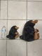 Noble Collection Fantastic Beasts Wizarding World Niffler Plush Lot Of 2 9&12"