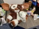 NECA Gremlins Musical Gizmo Plush