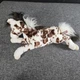 Douglas Cuddle Toys Duke Plush Appaloosa Horse Stuffed Toy Chocolate Spots 21"