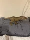 Jurassic World Legacy Collection T Rex Extreme Chompin' Dinosaur Mattel