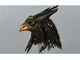 TBLeague PL2021-177A 1/6 Scale Horus God of The Sky Golden Head Sculpt Model
