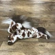 Douglas Duke Appaloosa Horse Stuffed Animal Pony White & Brown Plush Cuddle Toy