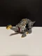 TOYWORLD TW-D02 MUDDY,Loose set,No box!!!new special price!