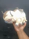 Avatar The Last Airbender - Air Launching Appa Vintage 2006 Mattel Working!