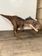 Jurassic World Dominion Roar Strikers Rajasaurus Dinosaur Figure