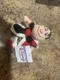 Disney Queen Of Hearts Bean Bag Beanie 8" Plush NLA