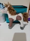 DREAMWORKS SPIRIT UNTAMED BOOMERANG HORSE 8" Plush
