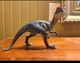 Schleich Dilophosaurus Dinosaur Figure Figurine