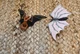 ToyBiz Spider-Man Animated Series BAT Accessory For  Morbius Action Figure -