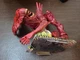 Lanard Toys Alien Collection 12" DELUXE ALIEN QUEEN Figure Lights & Sounds -READ