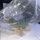 Schleich 14587 Tyrannosaurus Rex New Original Packaging